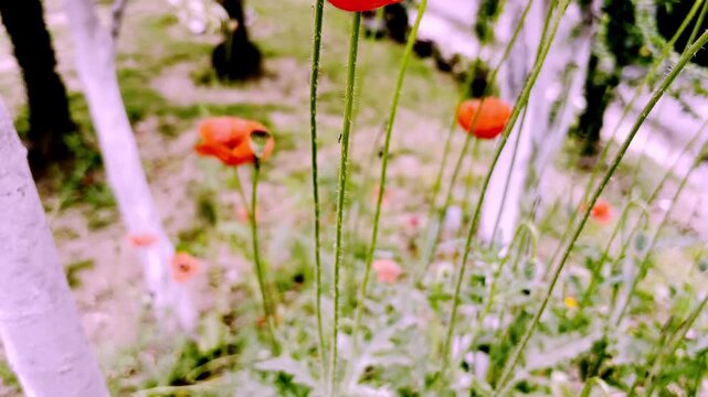 Red Poppy flowers 