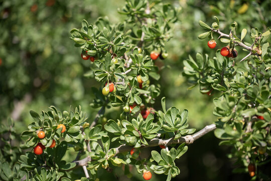 Arbuste &agrave; baies rouges