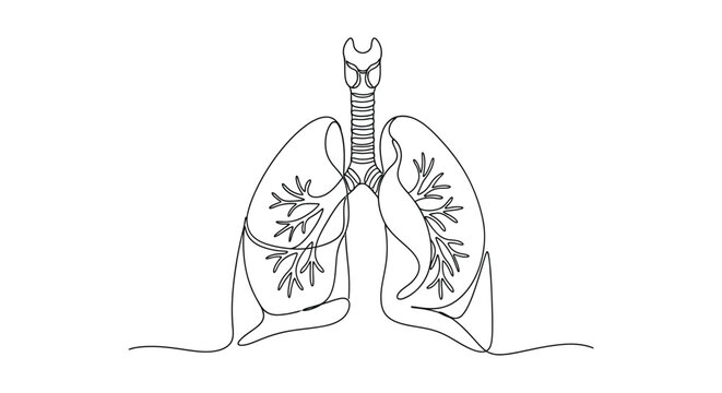 Human lungs and trachea anatomical outline drawing for respiratory system with line art, internal