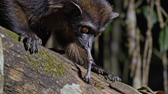 An Aye-aye probing a tree trunk in its natural habitat