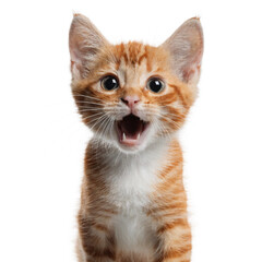 Fototapeta premium Orange and white kitten with wide blue eyes looking up