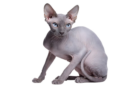 Graceful sphynx cat sitting with elegant posture