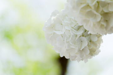 The hydrangea blooms in spring, with its pure white flower heads standing out against the green...