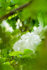 The hydrangea blooms in spring, with its pure white flower heads standing out against the green...