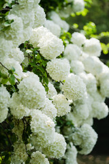 The hydrangea blooms in spring, with its pure white flower heads standing out against the green...