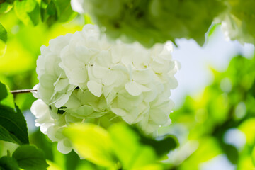 The hydrangea blooms in spring, with its pure white flower heads standing out against the green...