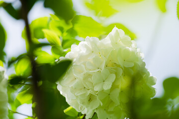 The hydrangea blooms in spring, with its pure white flower heads standing out against the green...