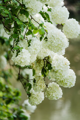 The hydrangea blooms in spring, with its pure white flower heads standing out against the green...