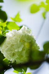 The hydrangea blooms in spring, with its pure white flower heads standing out against the green...