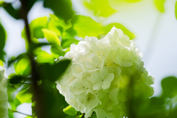 The hydrangea blooms in spring, with its pure white flower heads standing out against the green...