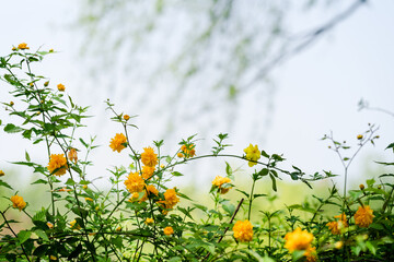 A backdrop of fading spring colors, with close-up shots of yellow flower heads and stems