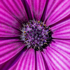 Extreme macro of purple osteospermum flower showing detailed pollen texture and radial petal pattern in vibrant natural light with abstract floral background