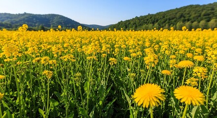 Fototapeta premium Vibrant Field of Yellow Dandelions Under a Clear Blue Sky.