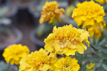 Fototapeta premium Yellow french marigold flower blossom in garden, Yellow french Mari Gold flowers for decorate garden, Close up of beautiful small marigold flower in garden. Marigold flowers bloom in nature