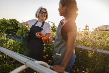 Two women harvesting fresh organic vegetables in garden © PintoArt