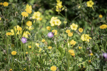 Obraz premium Oxalis des Bermudes et centaurées au printemps