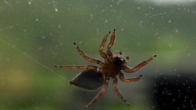 Macro video of a jumping spider moving across a glass window, wiggling its front legs. Conceptual reference to insect behavior, wildlife, and small animal observation.
