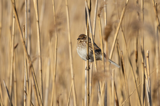 Female Reed Bunting on reed