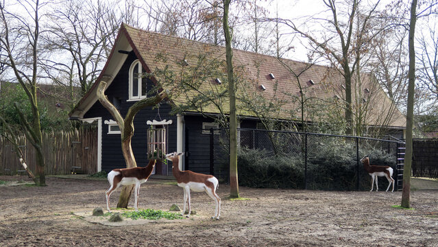 The dama gazelle (Nanger dama), also known as the addra gazelle or mhorr gazelle, is a species of gazelle. It lives in Africa, in the Sahara desert and the Sahel. In Rotterdam Zoo.