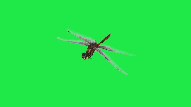 Realistic Dragonfly flying on sky close up view side angle Isolated on Green Screen for Visual Effects Production 3d render Dragonfly flying on sky side angle Isolated on Green Screen