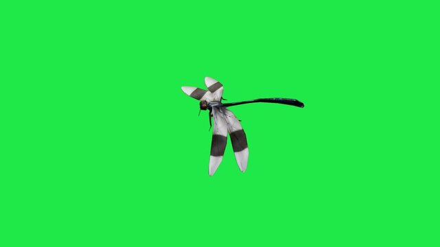 Realistic Dragonfly flying on sky close up view side angle Isolated on Green Screen for Visual Effects Production 3d render Dragonfly flying on sky side angle Isolated on Green Screen