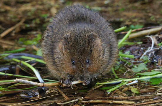 An endangered Water Vole, Arvicola amphibius, feeding on water plants at the edge of a stream.