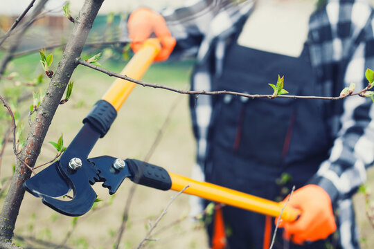 Worker holds pruner to cut branches on shrub in garden on clear day.