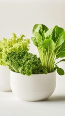 Fototapeta premium Fresh green leafy vegetables growing in simple white pots representing healthy growth and natural cultivation for biotechnology.