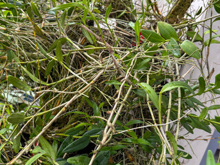 Fototapeta premium Lush Tropical Epiphytic Orchid Plant with Green Leaves and Aerial Roots Growing on Tree Bark