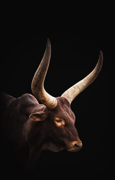 Majestic Ankole Watusi Cattle Portrait with Dramatic Horns on a Black Background