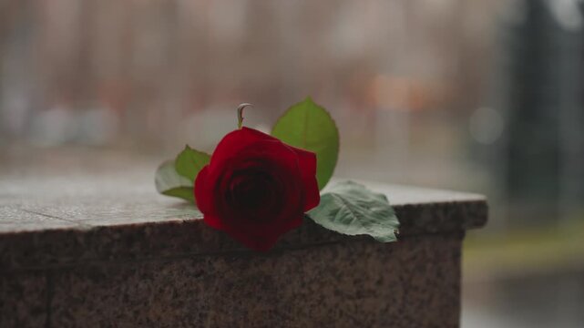 Metropolitan weather homage. Urban shower pays silent homage. Quiet city park blossoms evoke heartfelt remembrance. Evening city rain reveals tender memories through blooming flowers