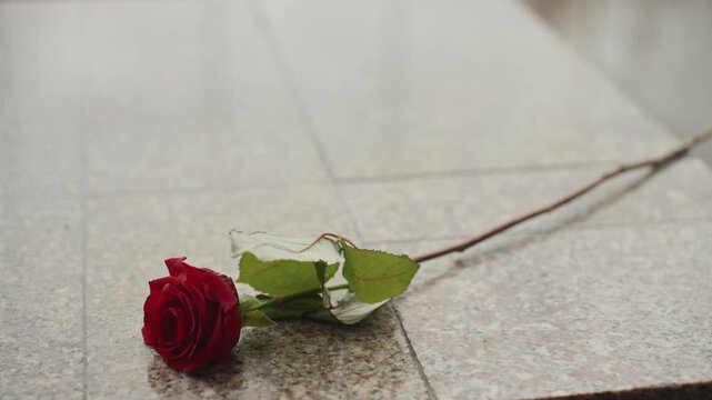 Red rose on granite slab, creator tribute placed by gloved hand closeup of single red bloom and green leaves resting on polished stone somber atmosphere with quiet reflection and tactile petal texture