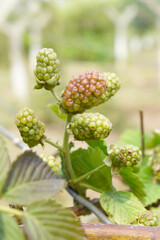 Obraz premium Natural food - fresh unripe blackberries in a garden. Bunch of unripe blackberry fruit, Rubus fruticosus - on branch with green leaves on a farm. Closeup, blurred background. Chakwal, Punjab, Pakistan