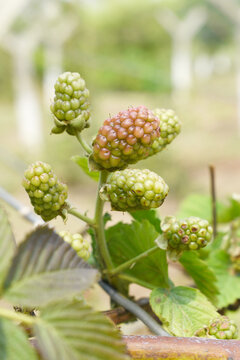 Natural food - fresh unripe blackberries in a garden. Bunch of unripe blackberry fruit, Rubus fruticosus - on branch with green leaves on a farm. Closeup, blurred background. Chakwal, Punjab, Pakistan