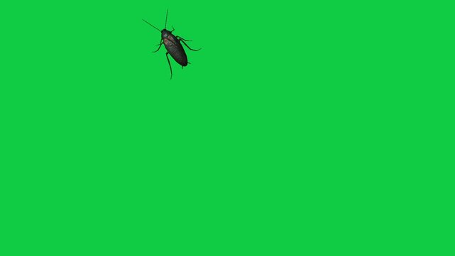 Cockroach Blattodea house Insect water bug cockroach Periplaneta cricket with long antennae flying walking running against a vibrant green screen background