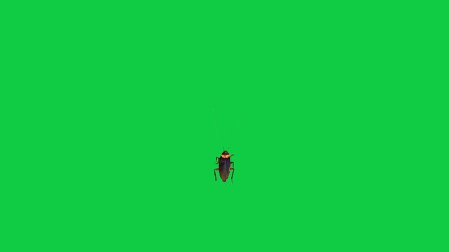 Cockroach Blattodea house Insect water bug cockroach Periplaneta cricket with long antennae flying walking running against a vibrant green screen background