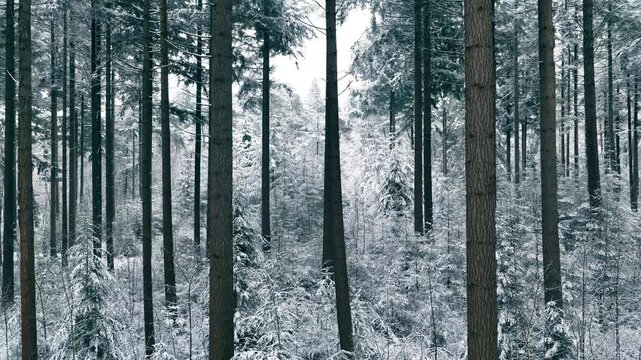 Snowy pine tree forest during winter seen from a high viewpoint in the Veluwe nature reserve in Gelderland The Netherlands.