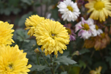 Obraz premium Beautiful Yellow chrysanthemum flowers closeup in the winter garden, Closeup of Chrysanthemum flower, Field of the Yellow Chrysanthemum, Beautiful Yellow flower blooming in nature.