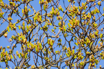 Fototapeta premium Grüne Knospen auf Baumzweigen einer Kastanie im Frühling, Deutschland
