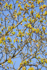 Fototapeta premium Grüne Knospen auf Baumzweigen einer Kastanie im Frühling, Deutschland