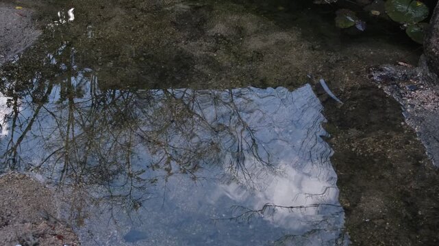 Water Reflection of Trees and Sky with Ripples and Ambient Temple Sounds