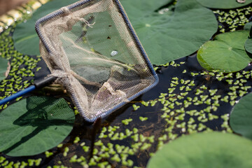 Close up of a small fishing net resting on a pond surface covered with green lotus leaves and duckweed in a rural area © Nguyen Tuan