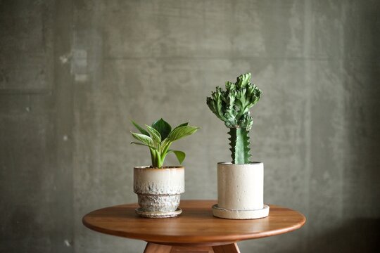 白い陶器鉢にいれた観葉植物