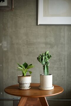 白い陶器鉢にいれた観葉植物