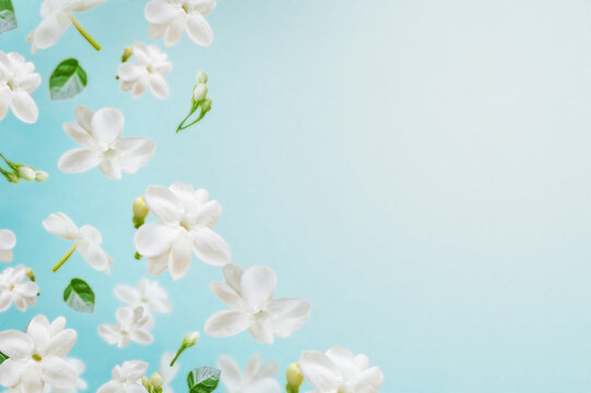 White arabian jasmine arranged on soft blue background with copy space, suitable for floral, perfume, fragrance, spring and feminine design. 