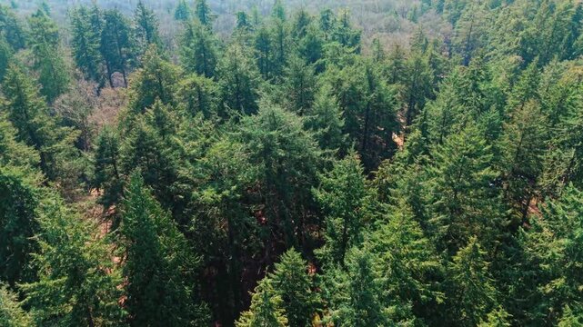The New Forest National Park in southern England is an ancient landscape of heathland, forest, and coastline. Established by William the Conqueror in 1079 as a royal hunting ground.