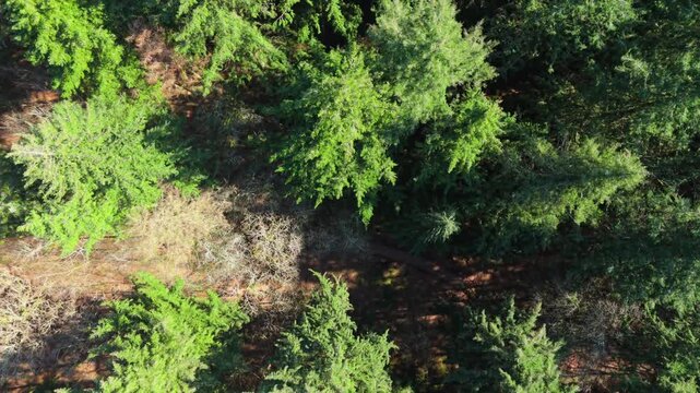 The New Forest National Park in southern England is an ancient landscape of heathland, forest, and coastline. Established by William the Conqueror in 1079 as a royal hunting ground.