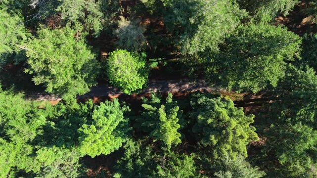The New Forest National Park in southern England is an ancient landscape of heathland, forest, and coastline. Established by William the Conqueror in 1079 as a royal hunting ground.