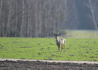 Samiec sarny (kozioł) biegnący wczesną wiosną przez pole, trawę, na tle lasu © Joanna