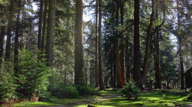 The New Forest National Park in southern England is an ancient landscape of heathland, forest, and coastline. Established by William the Conqueror in 1079 as a royal hunting ground.